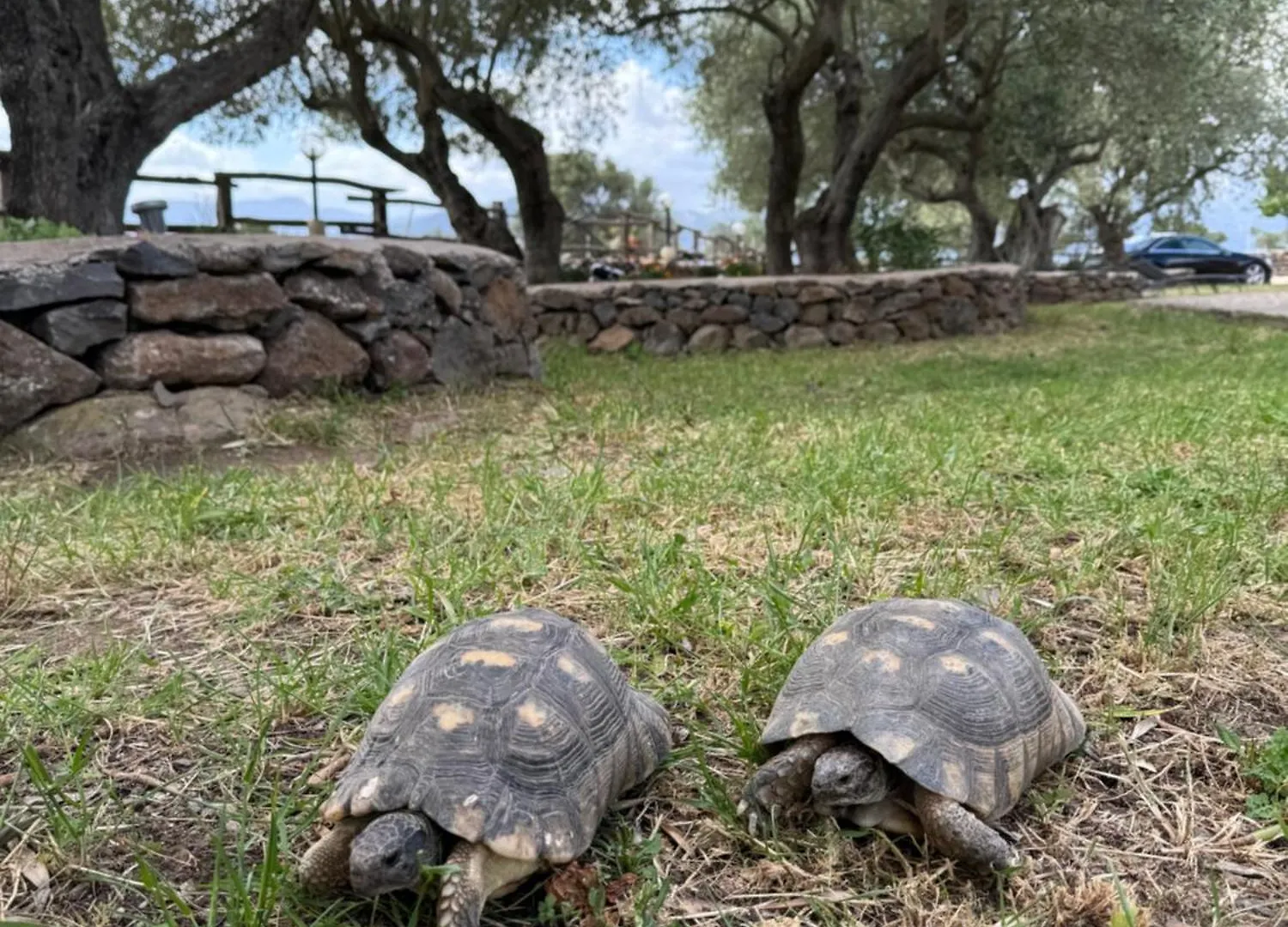 Affittacamere Hotel Iloghe Di Marras Dorgali