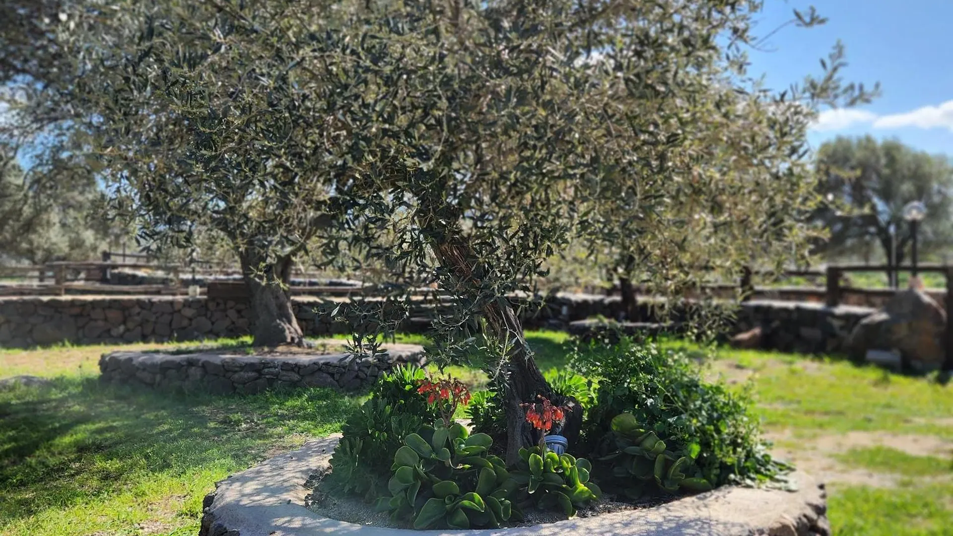 Hotel Iloghe Di Marras Dorgali Italia